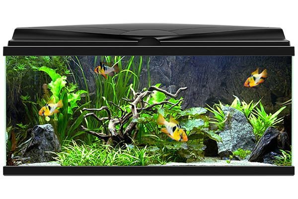 Fish Aquariums