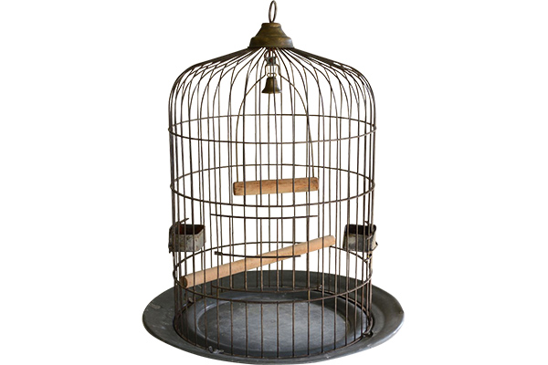 Bird Cages