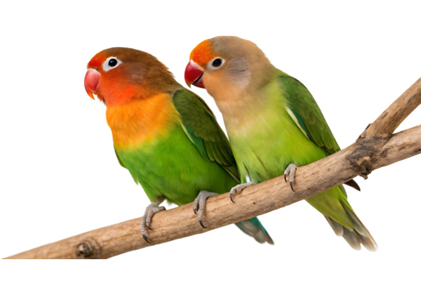 Bird Health & Grooming