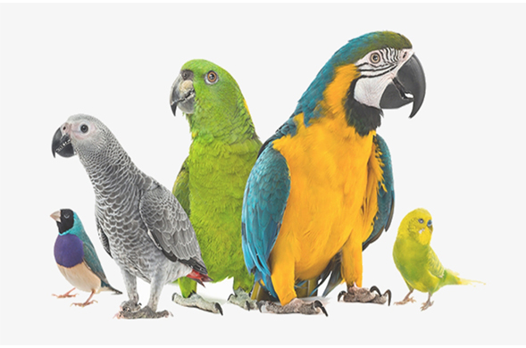 Birds