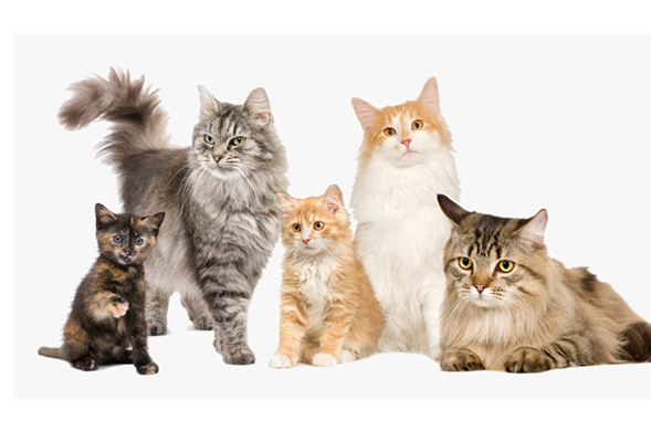 Cats