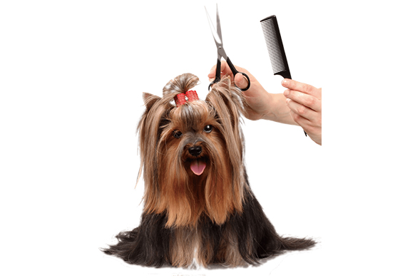 Dog Health & Grooming