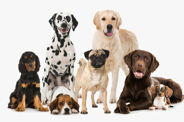 Dogs