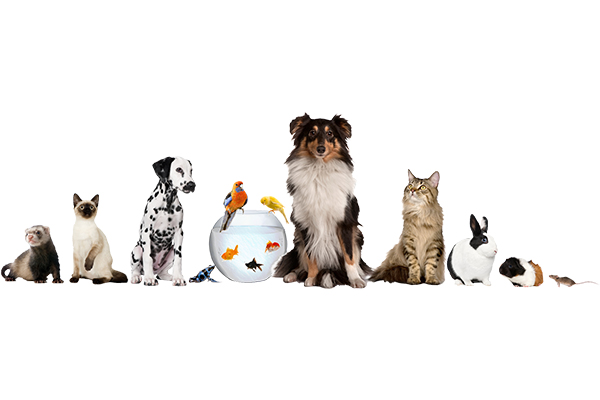 Pet Supplies