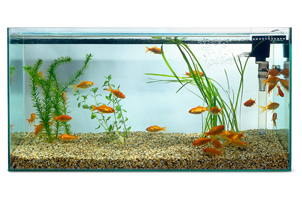 Fish Tank Accessories